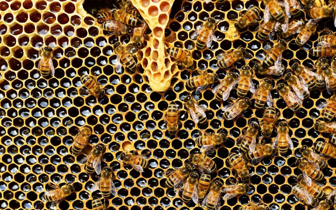 Vers la labellisation Eco : des abeilles au collège